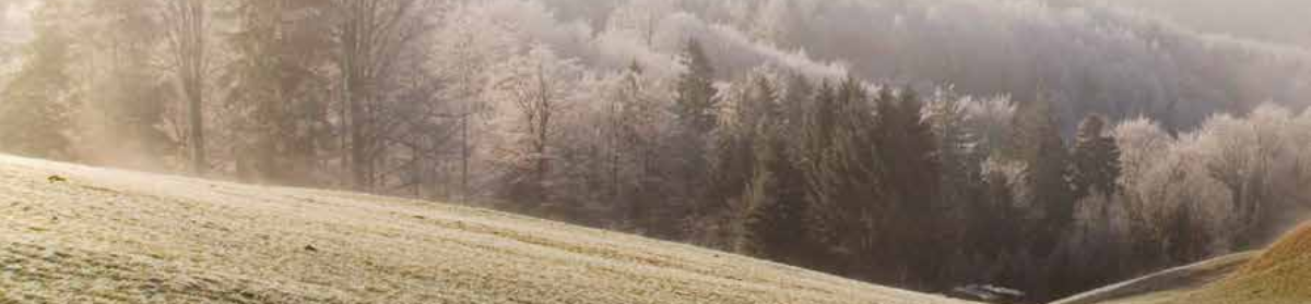 Risto Niemi-Pynttäri