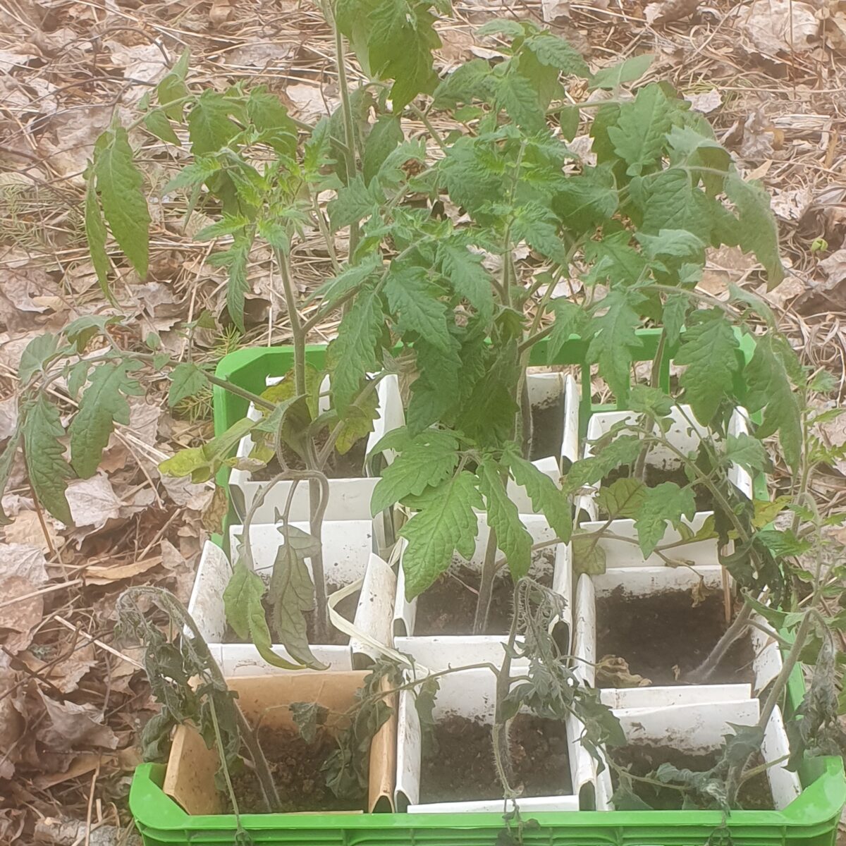 Näin tomaatit karaistuvat (paitsi kolme ensimmäistä)